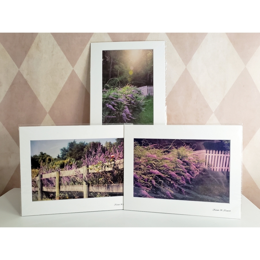 Wisteria Photography Prints